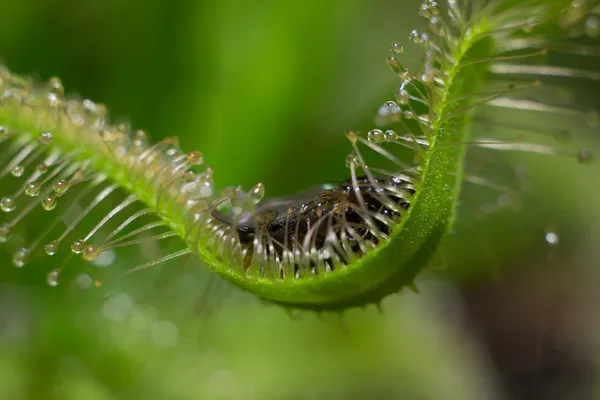 Hoja de rocío del sol desplegándose —  Fotos de Stock