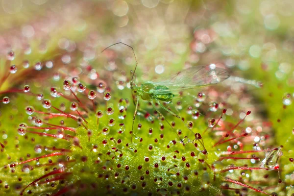 Caza mosca verde atrapada por el rocío del sol —  Fotos de Stock