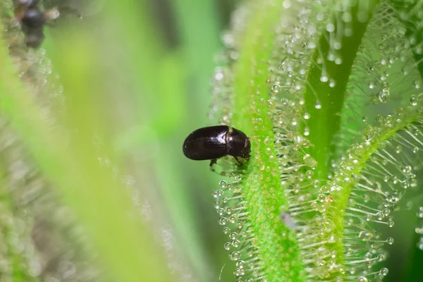 Bug ditangkap oleh Sundew — Stok Foto