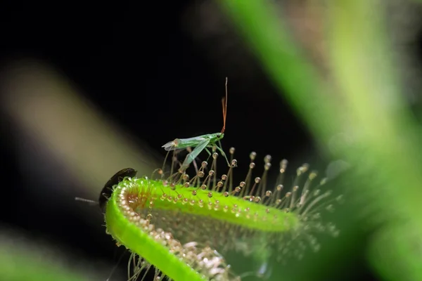 Yeşil - sundew tarafından tuzağa fly — Stok fotoğraf
