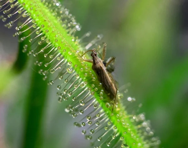 Tahtakurusu sundew tarafından tuzağa — Stok fotoğraf