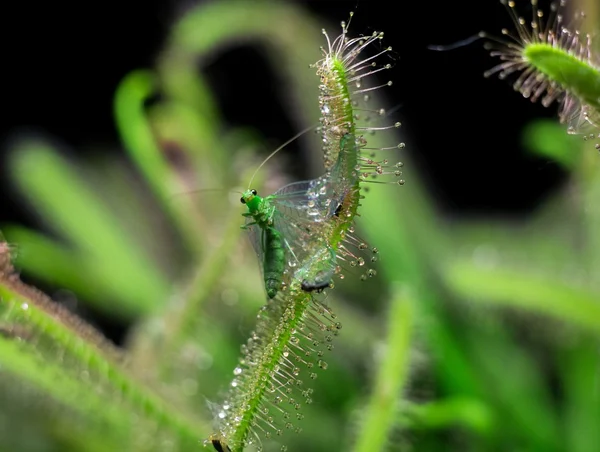 Chrysopidae okrouhlolistá v pasti — Stock fotografie