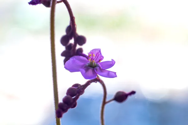 Drosera fleur — Photo