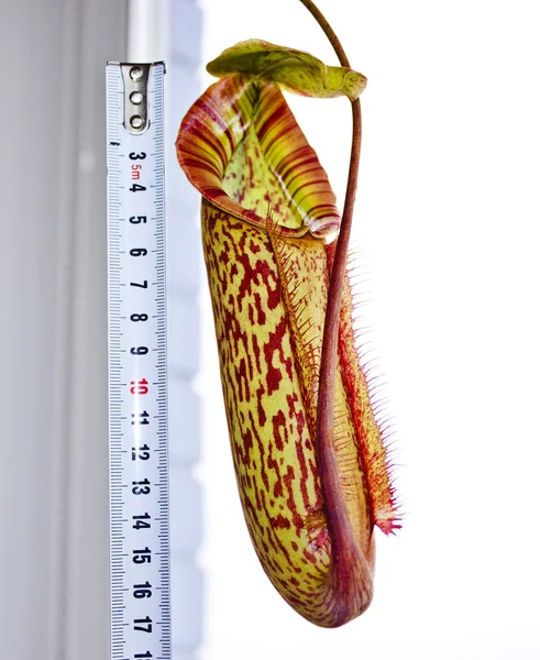 # Little nepenthes miranda pither # — Foto Stock