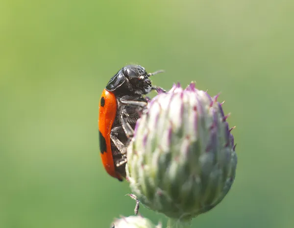 Červený brouk na květ — Stock fotografie