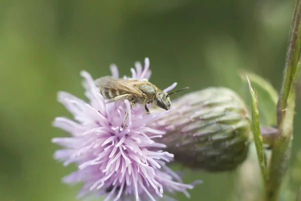 Mała Pszczoła na fioletowy kwiat — Zdjęcie stockowe