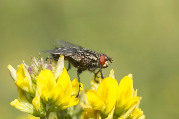 Stor svart fluga med röda ögon — Stockfoto