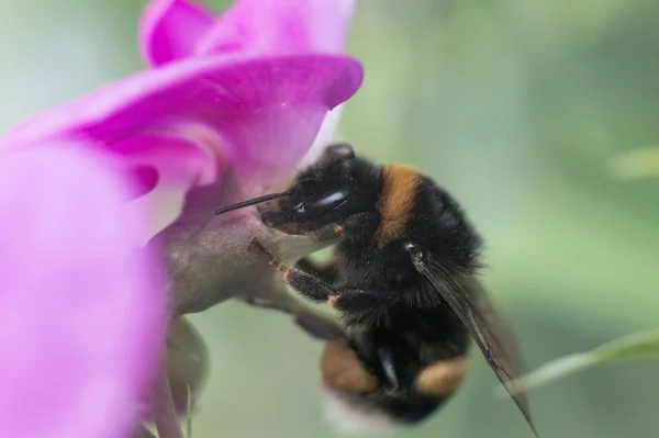 Flor rosa e zangão-abelha — Fotografia de Stock