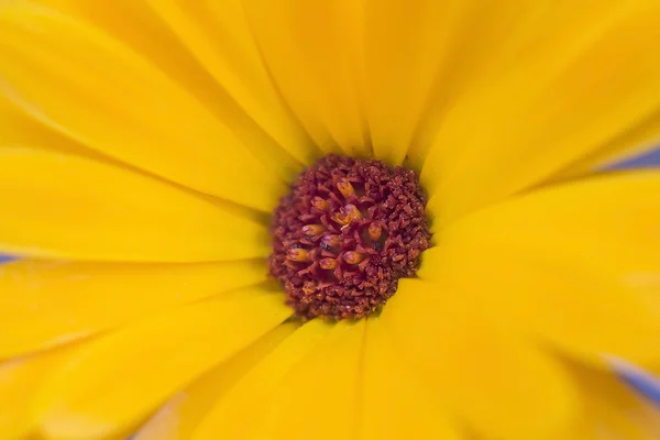 Yelow macro flor —  Fotos de Stock