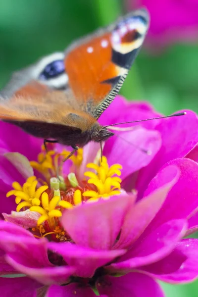 Kelebek pembe çiçek drenajı o suları — Stok fotoğraf