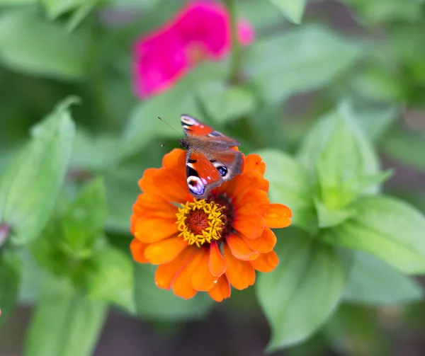 Fjäril på rosa blomma — Stockfoto