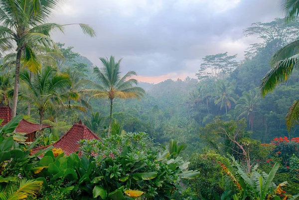 Poranna Mgła Deszczowym Głębokim Lesie Dżungli Nad Wioską Tegallalang Ubud — Zdjęcie stockowe