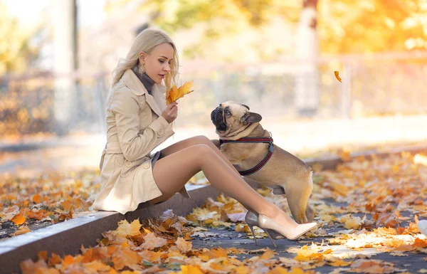 Красивая Женщина Идеальными Ногами Колготках Сидит Осеннем Парке Французским Бульдогом — стоковое фото