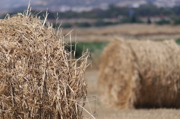 On a field — Stock Photo, Image