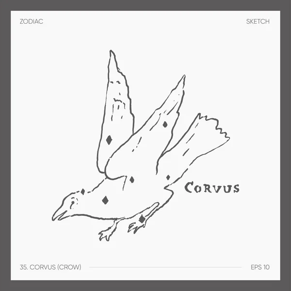 Ilustração Zodíaco Astrológico Corvus Crow Ilustração Vetorial — Vetor de Stock