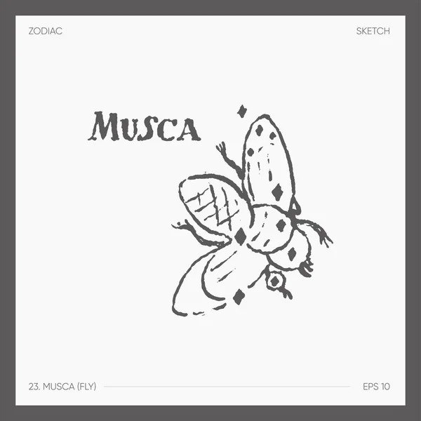 Illustration Astrological Zodiac Musca Fly Vector Illustration — ストックベクタ
