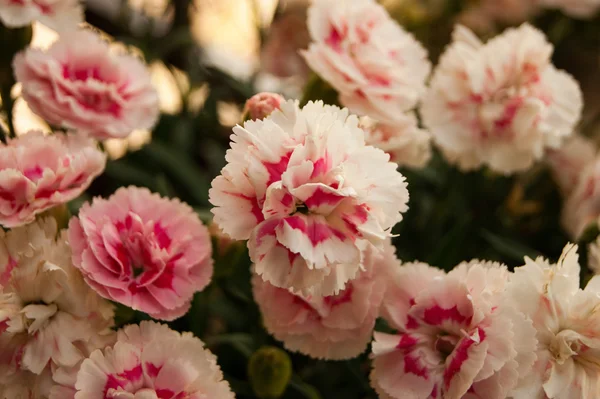 Carnation Royalty Free Stock Fotografie