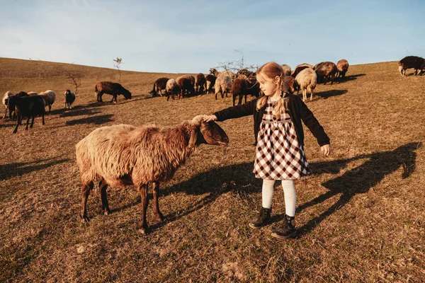 Nettes Kleines Mädchen Mit Zöpfen Streichelt Die Schafe — Stockfoto