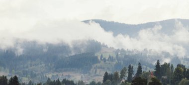 Karpatlar, Ukrayna 'da köknar ormanı olan sisli bir manzara.