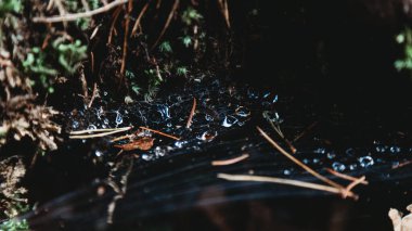 Ormandaki boş bir ağaçta yağmur damlalarıyla örümcek ağı