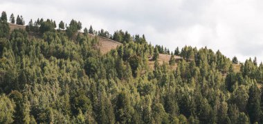 Karpatlar, Ukrayna 'da köknar ormanıyla pitoresk manzara