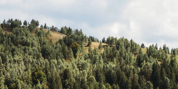 Malerische Landschaft Mit Tannenwald Den Karpaten Ukraine — Stockfoto