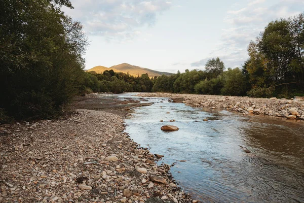 Berg Rivier Stroomt Door Bomen Zonnige Dag — Stockfoto