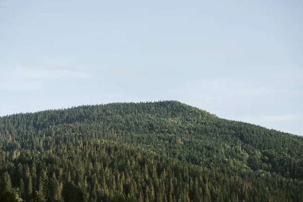 カルパティアのモミの森と絵のような風景 ウクライナ — ストック写真