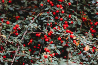 Dallarında kırmızı böğürtlen olan bir çalı, sonbahar arkaplanı