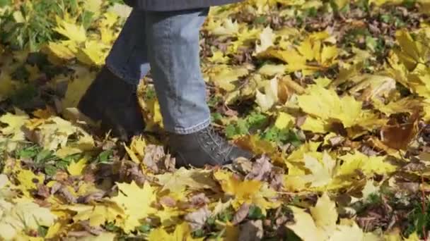 Close-up of the legs, a woman walking along the yellow autumn leaves in the park — Stock Video