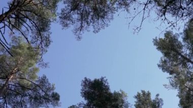 Çamların yeşil tepeleri rüzgarda sallanıyor mavi gökyüzüne karşı