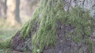 Ormandan gelen yosunlarla kaplanmış bir ağacın gövdesine yakın plan.