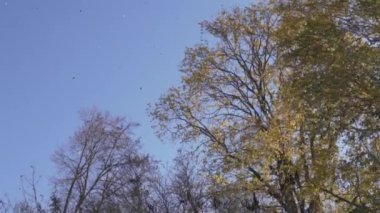 Mavi gökyüzüne karşı sonbahar ağaçları ve rüzgardan dökülen yapraklar.