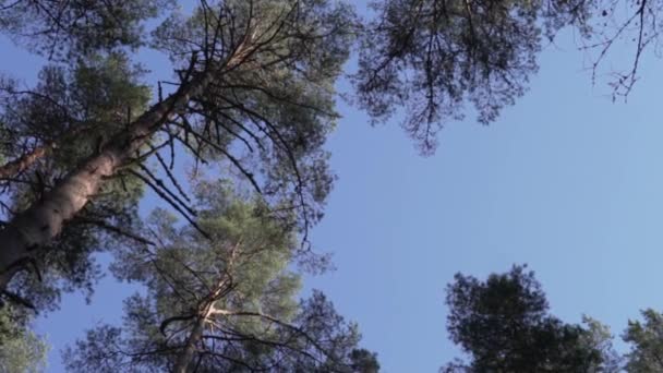 Wysokie Zielone Sosny Przeciwko Ciemnemu Błękitnemu Niebu — Wideo stockowe