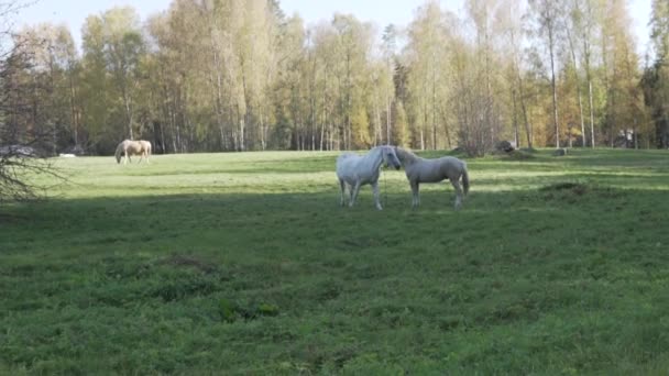 Dwa białe konie na polu jesienią — Wideo stockowe