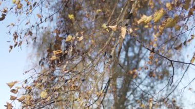 Mavi gökyüzüne karşı sararmış kuru yaprakları olan ağaç dallarına yakın çekim