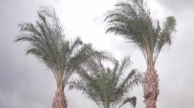 Three palm trees against a cloudy sky in January in Egypt