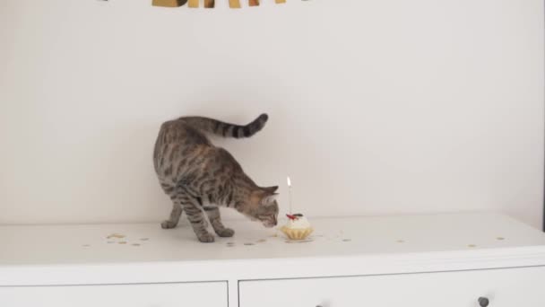 Gato Come Pastel Cumpleaños Con Una Vela — Vídeo de stock