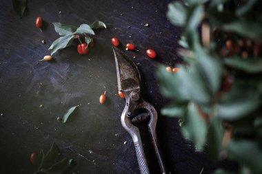 fresh dogwood and herbs on a dark background. top view.