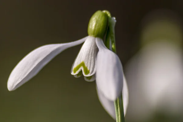 Snowdrops — Stock Photo, Image