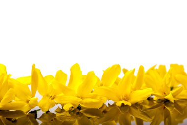 Sarı laburnum
