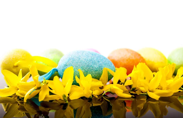 Easter egg and laburnum — Stock Photo, Image