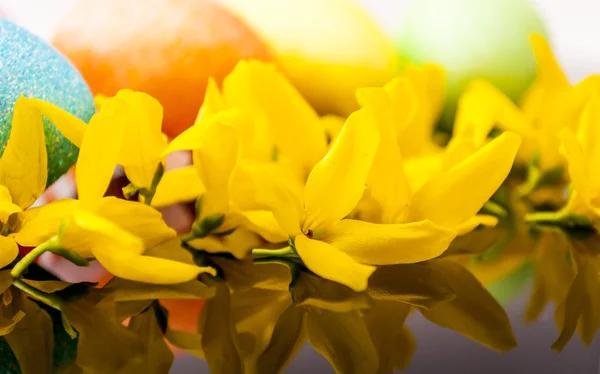 Easter egg and laburnum — Stock Photo, Image