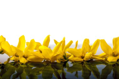Sarı laburnum