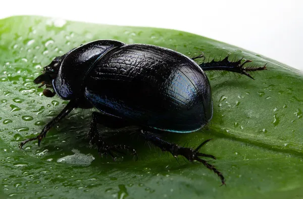 Escarabajo de estiércol forestal —  Fotos de Stock