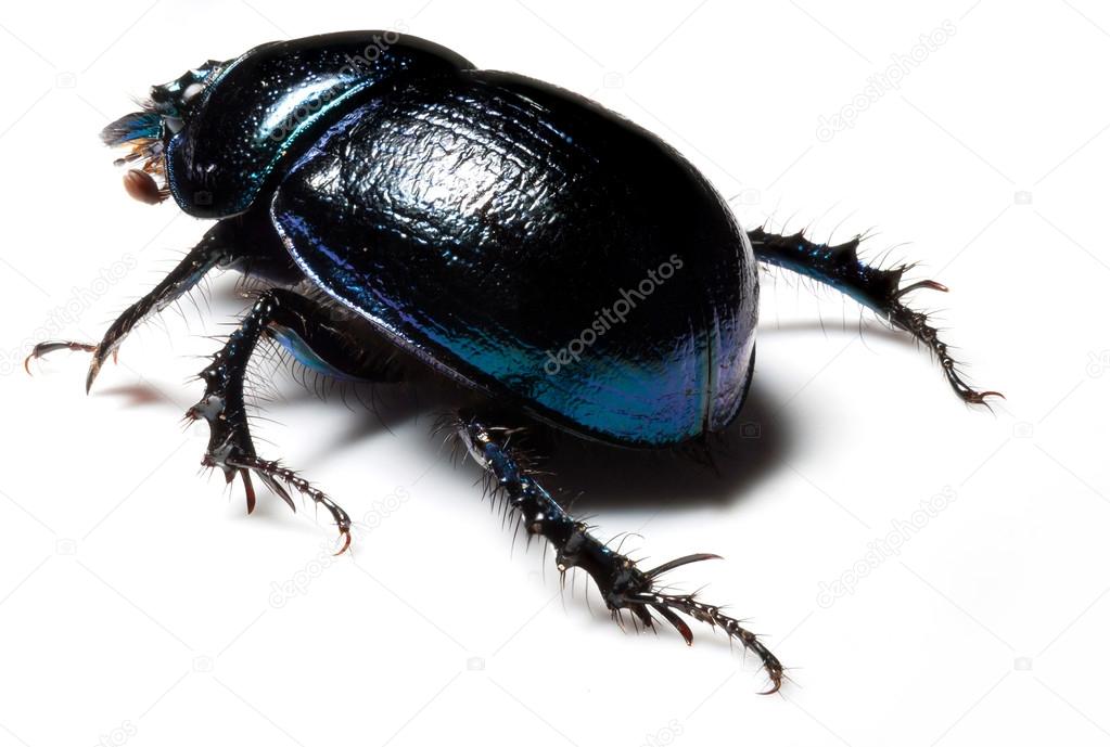 Forest dung beetle
