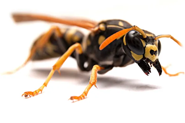 stock image Wasp