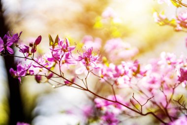 Yaz çiçekleri ya da güneşli bir günde açan çiçekler