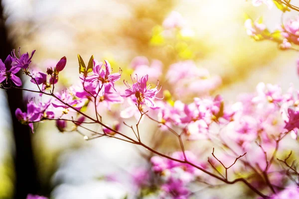 Letni Kwiat Lub Kwiat Słoneczny Dzień — Zdjęcie stockowe