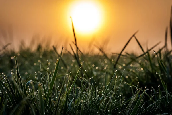 Dew Drops Green Grass Sunrise Sun Background Closeup — Stock Photo, Image